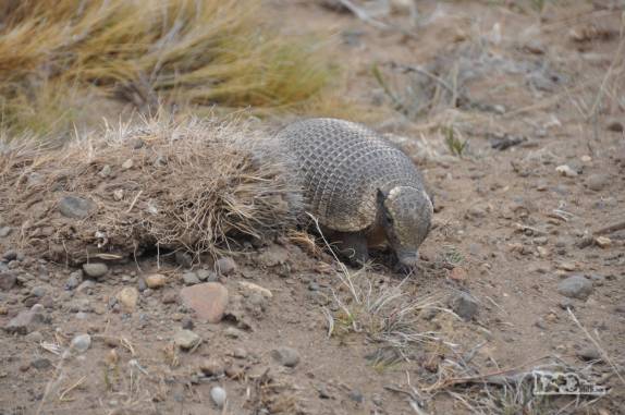 Encontro com um simpático tatu, no caminho para El Chaltén, na patagônia argentina